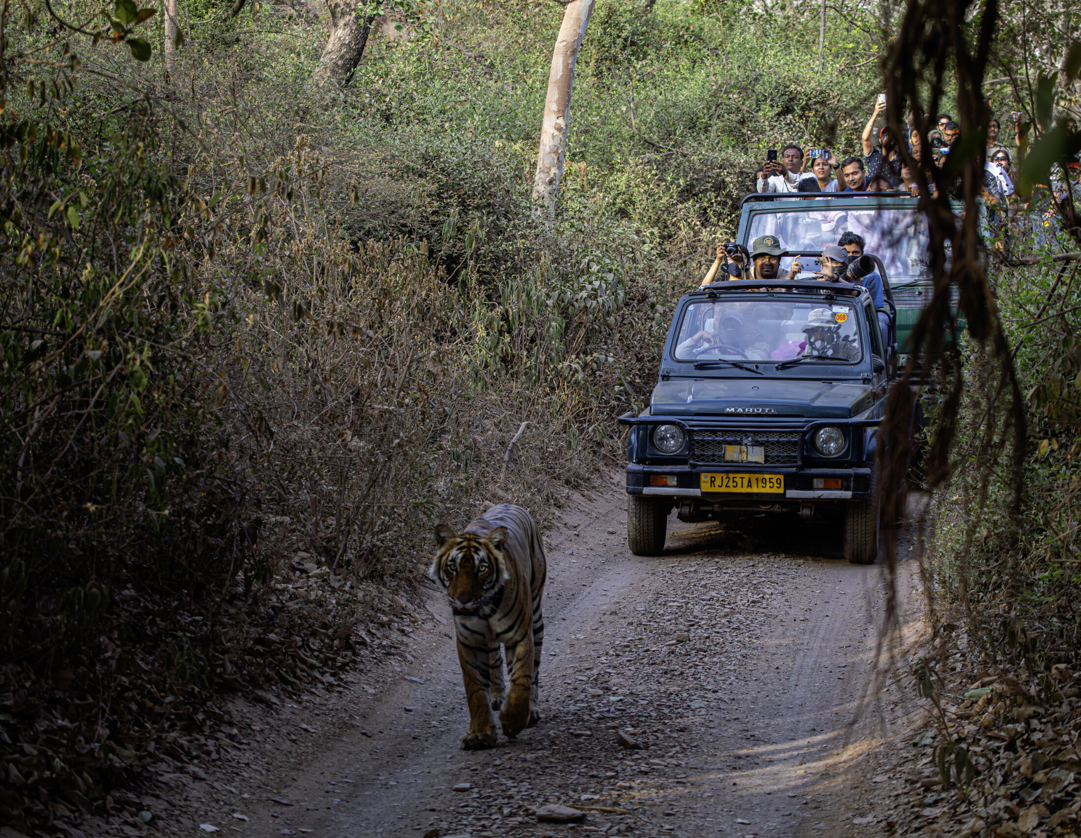 Cab services for ranthambore
