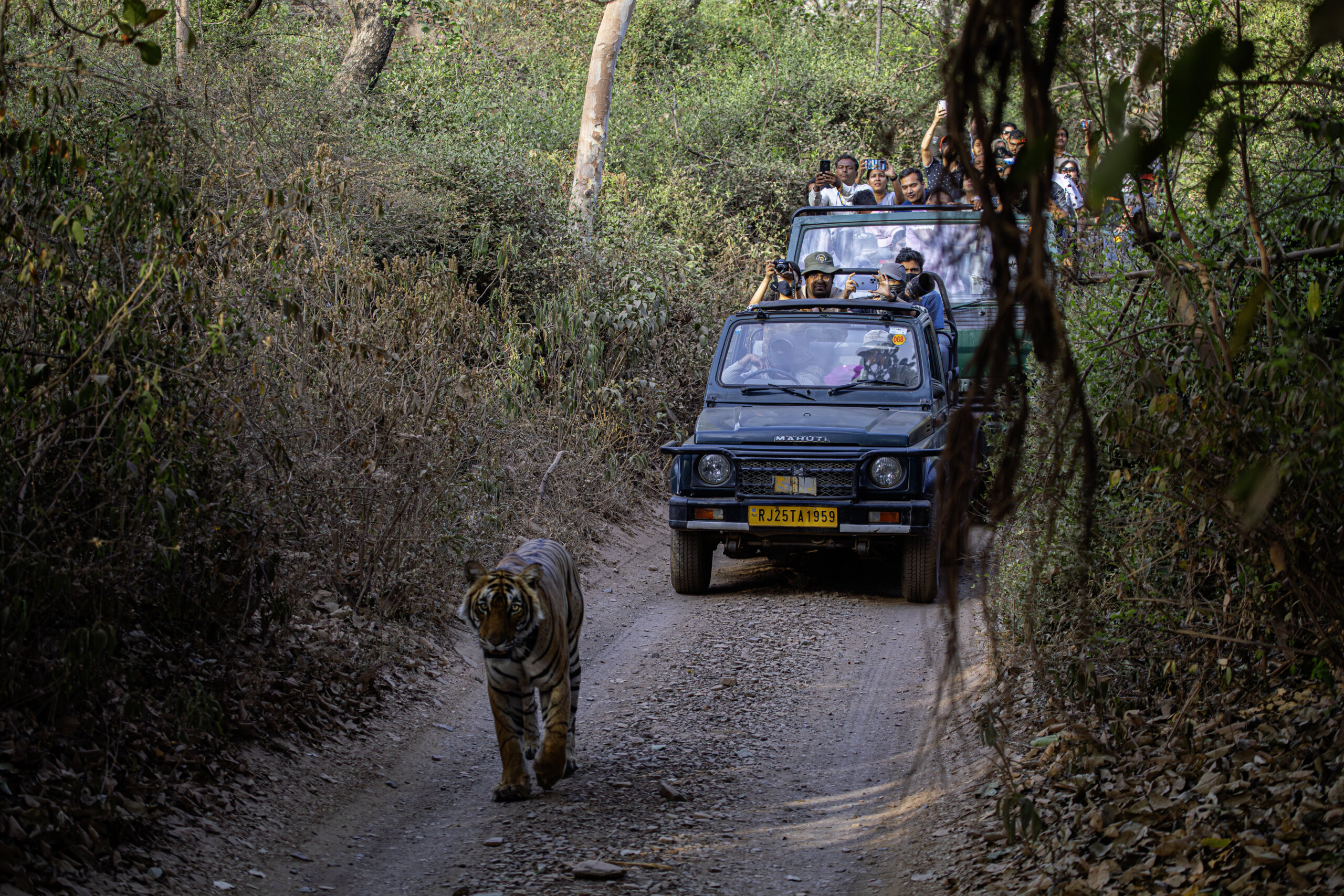 Golden Triangle + Ranthambore Tour - Tiger Safari